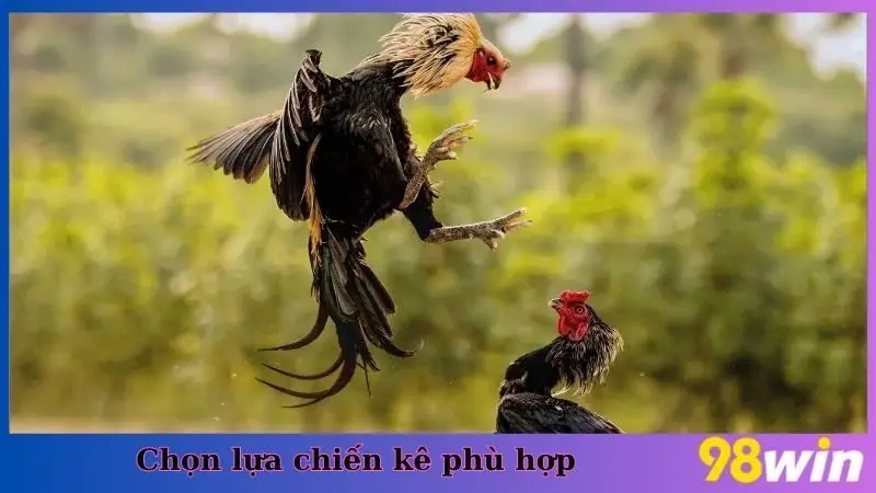 Chọn lựa chiến kê phù hợp