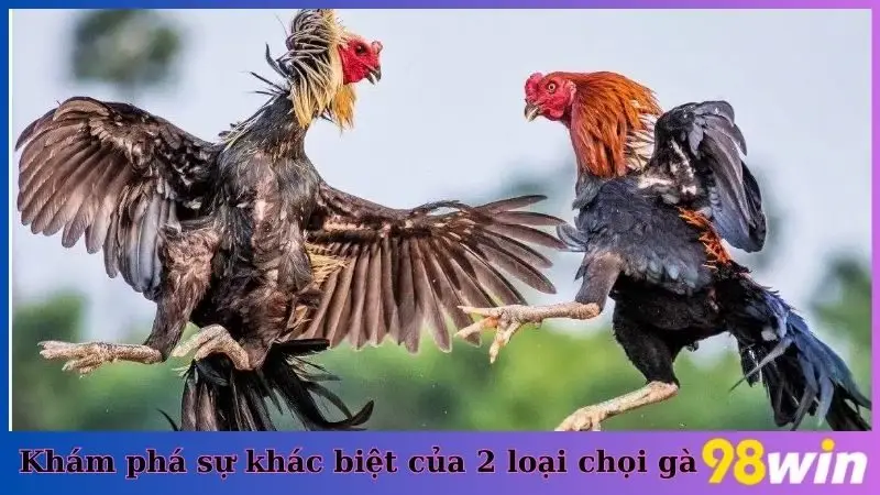 Khám phá sự khác biệt của 2 loại chọi gà